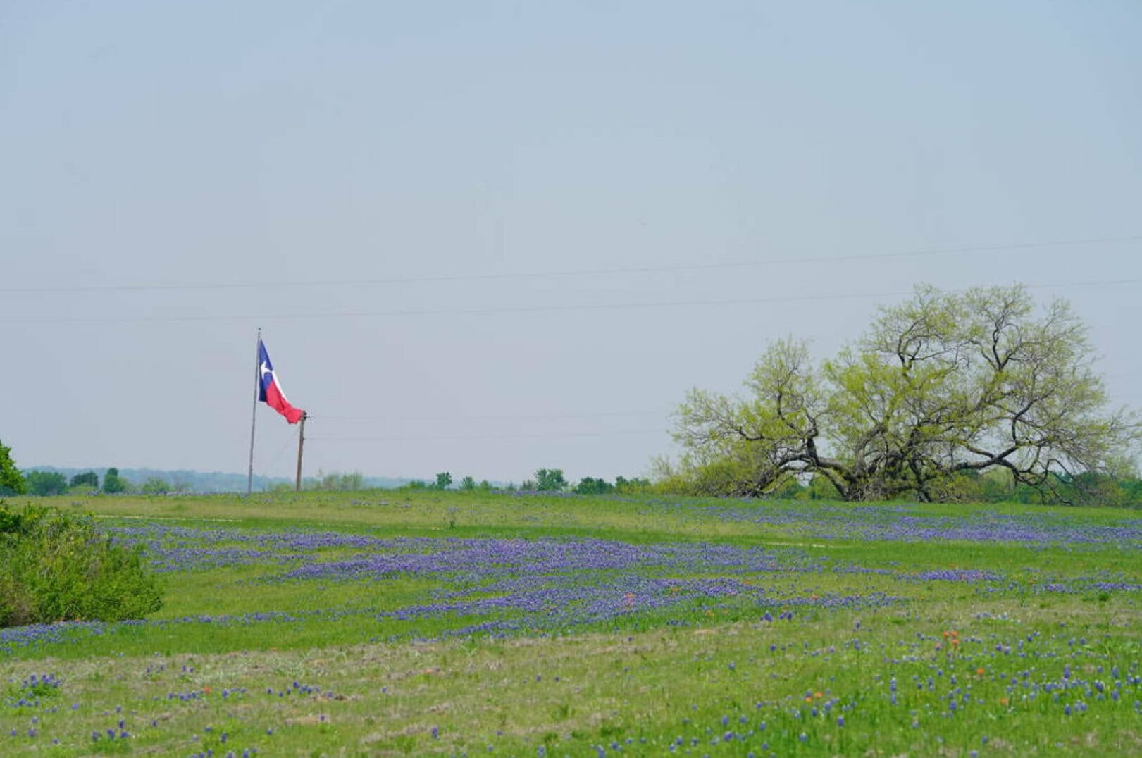 Texas field