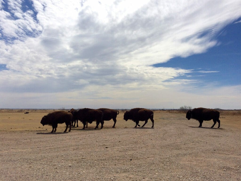 Bison at State Park