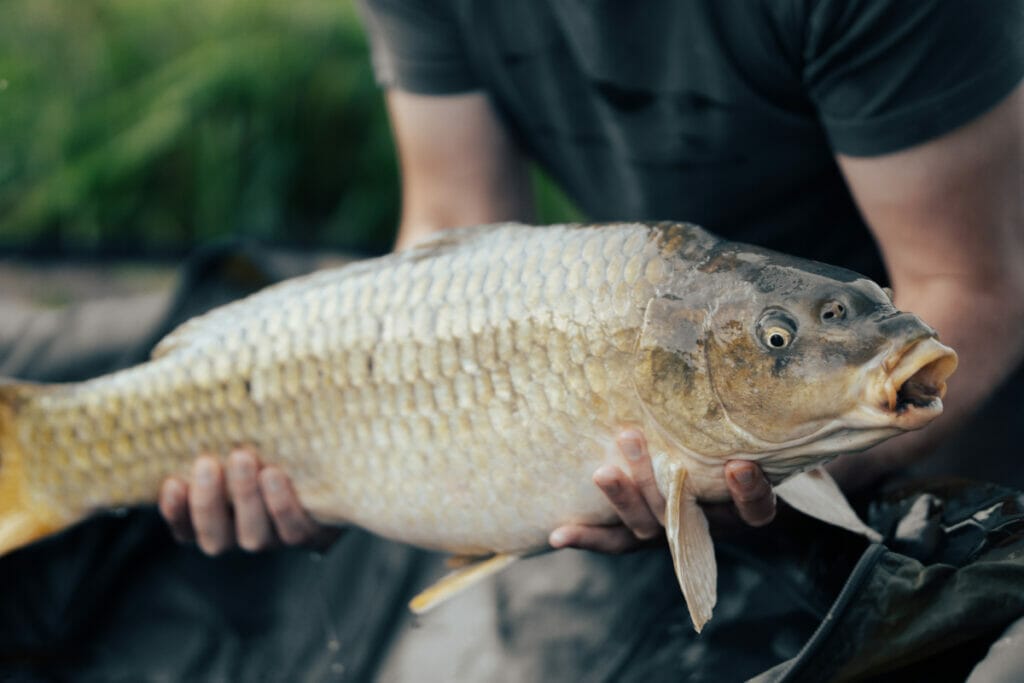 Carp fish