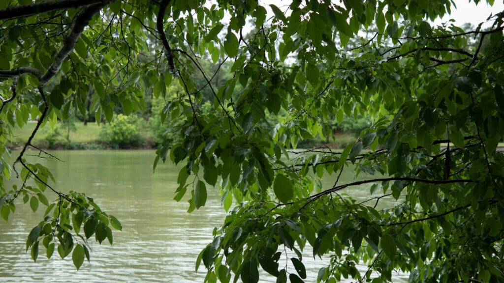 Lake Livingston