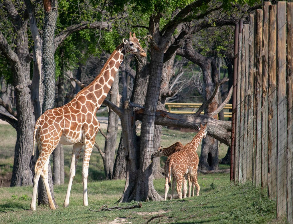 Fossil Rim