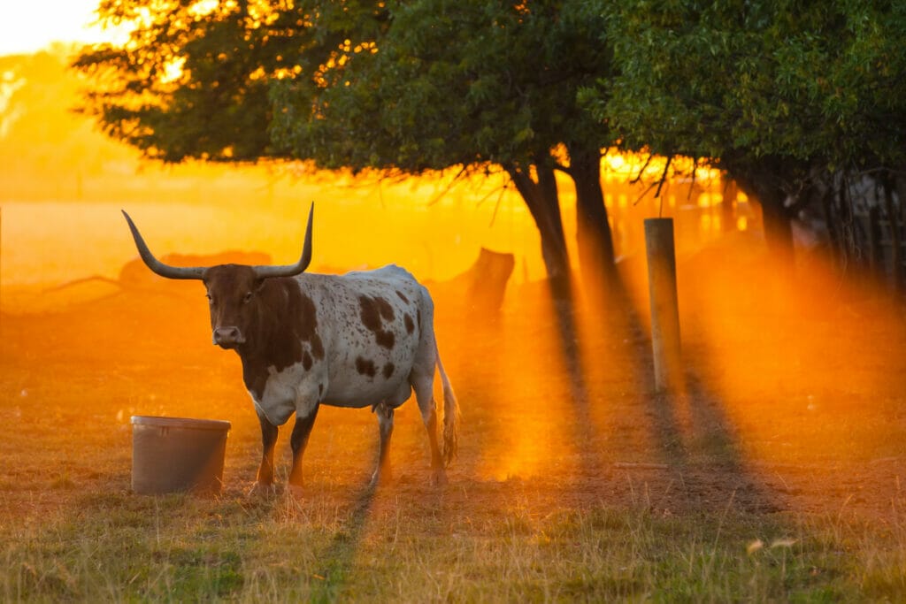 Cow in texas