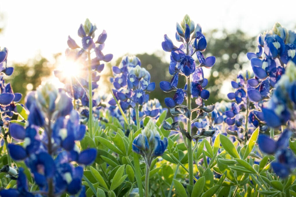 Texas bluebonnet