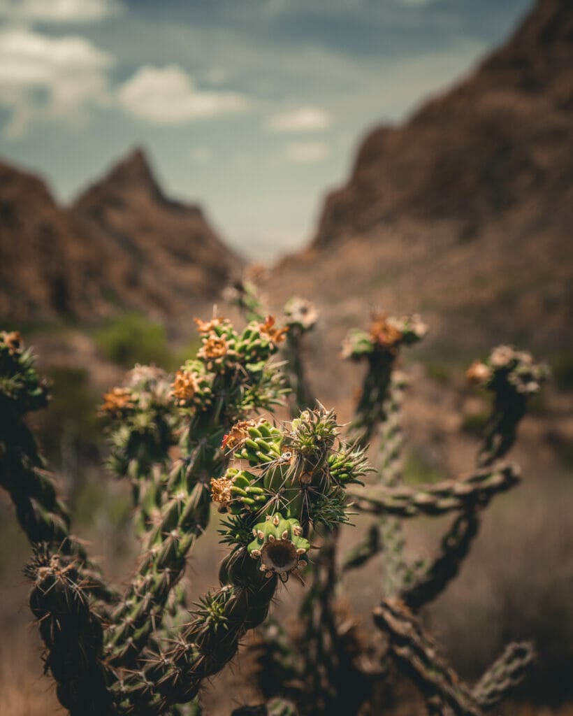 texas cactus