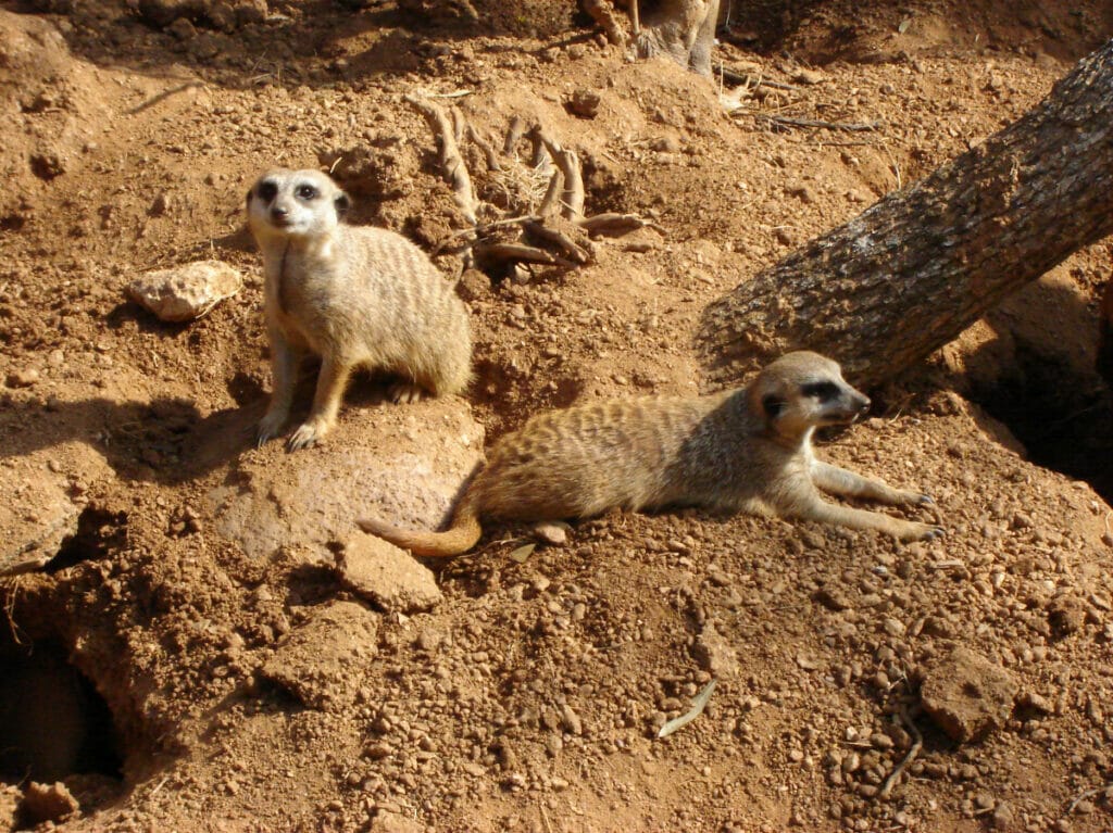 Houston Zoo