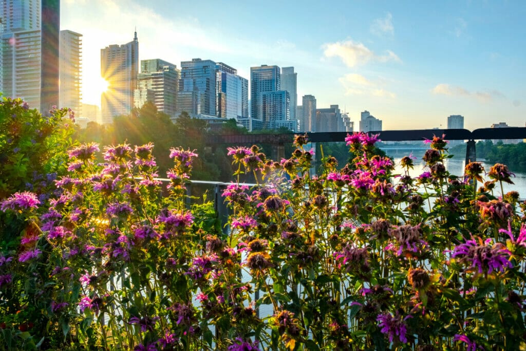 Austin Texas flowers