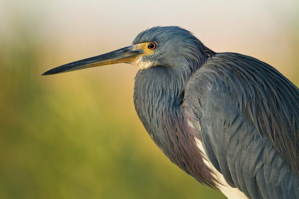 Bird at the SPI center