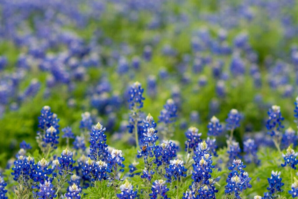 Bluebonnets in Texas
