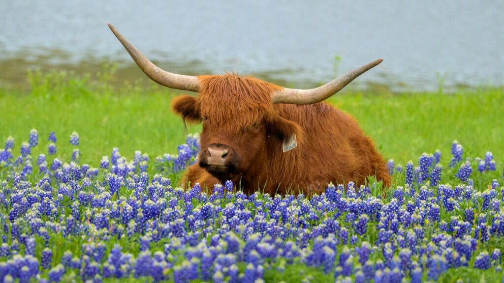 Scottish cow laying in a field of bright bluebonnets 