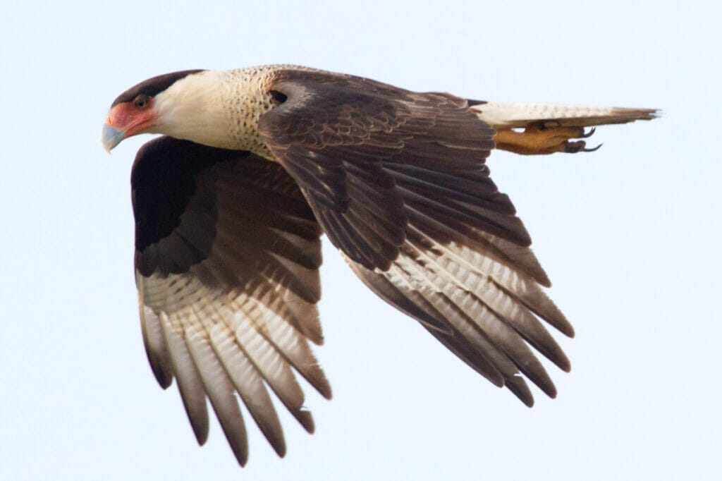 Caracara flying over the Brazoria National Wildlife Refuge 