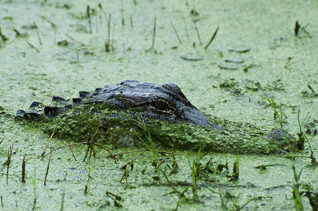 Alligator at Brazos Bend State Park