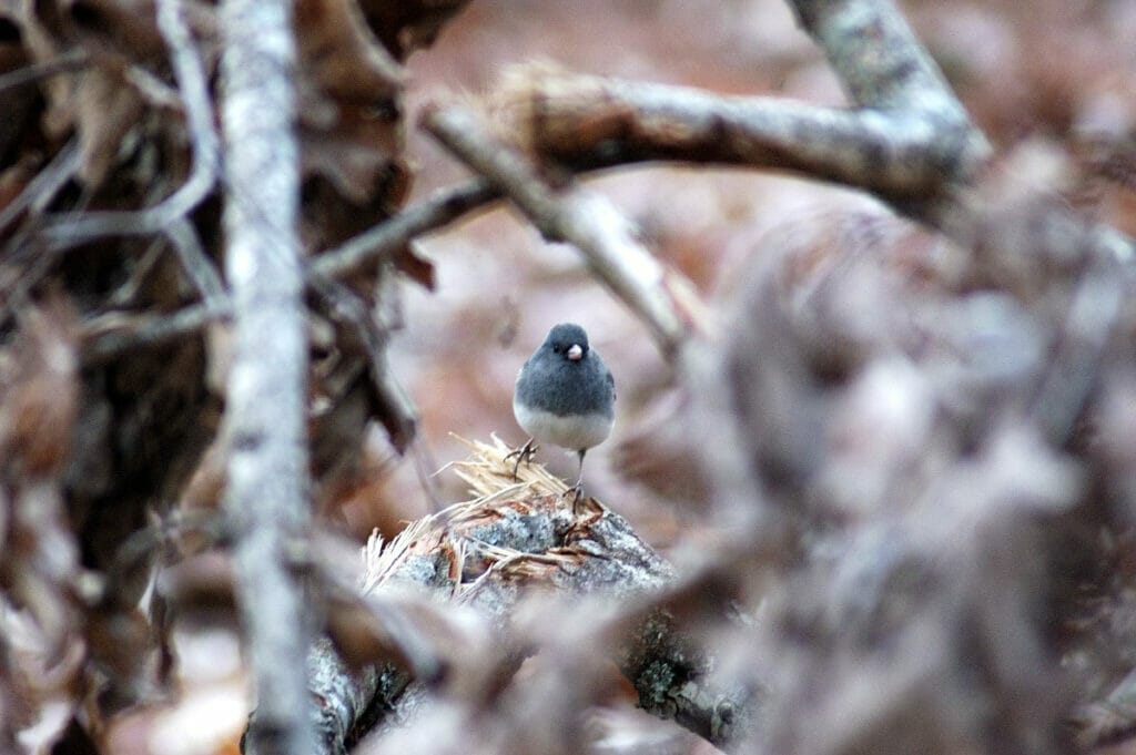 Snapshot of a bird at Caddo Lake