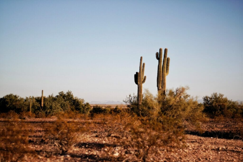 Texas desert 