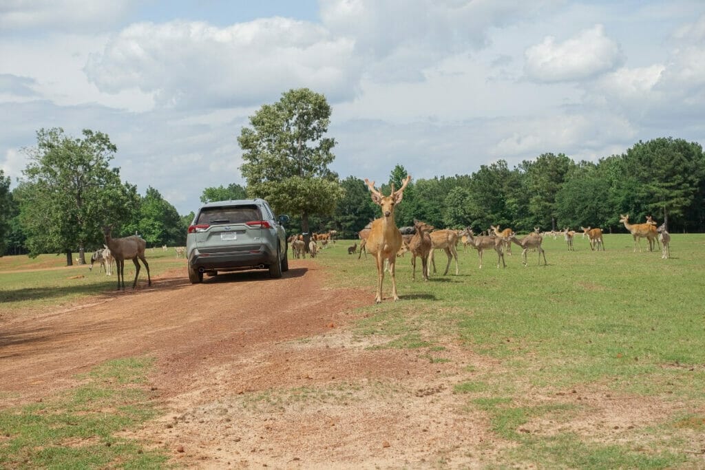 Image of a car driving through the Cherokee Trace Drive-Thru Safari in Jacksonville Texas