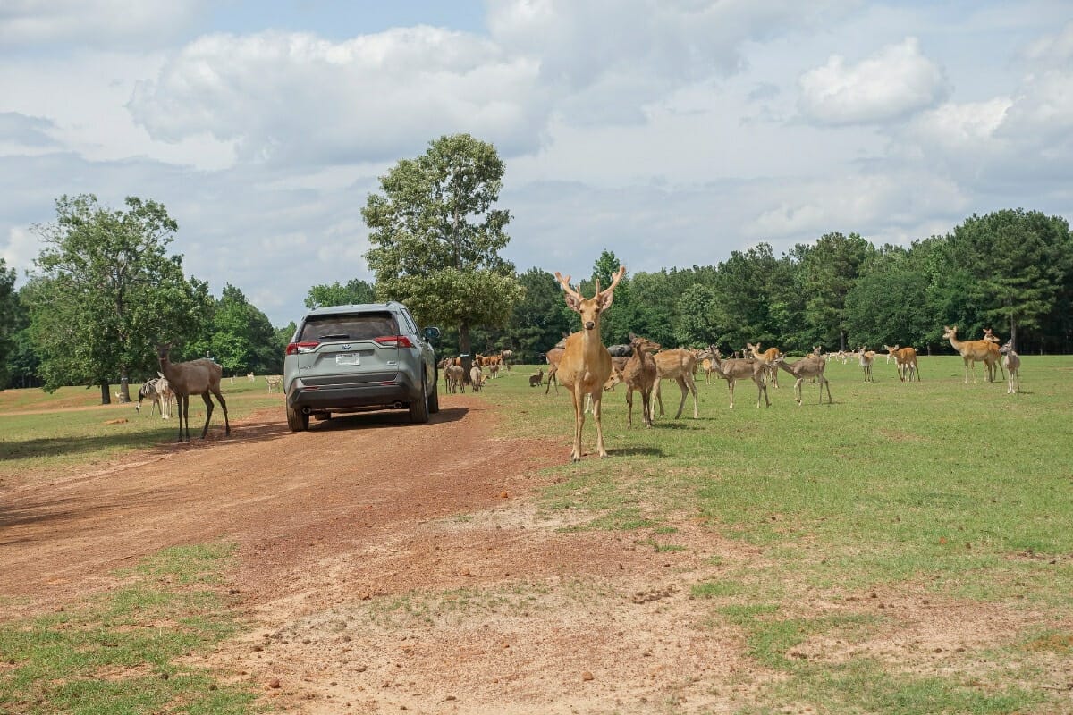 safari east texas