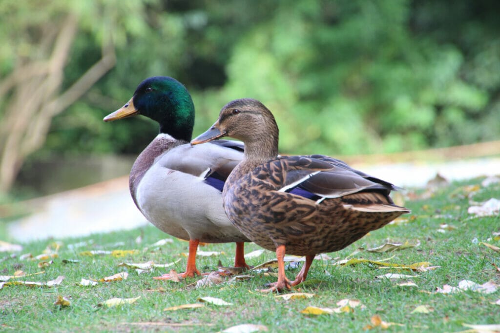 Ducks in Lubbock