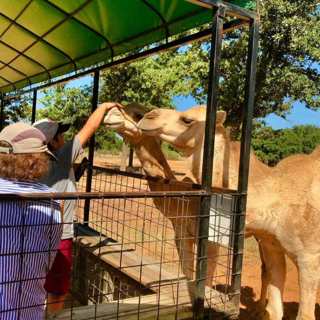 People petting camels at the Exotic Resort Zoo in Austin TX