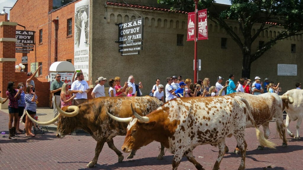 Cattle walking through the Forth Worth Stockyards