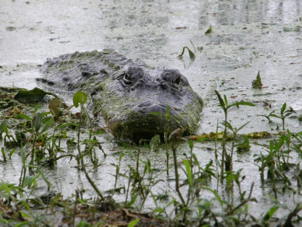 Gator in swamp