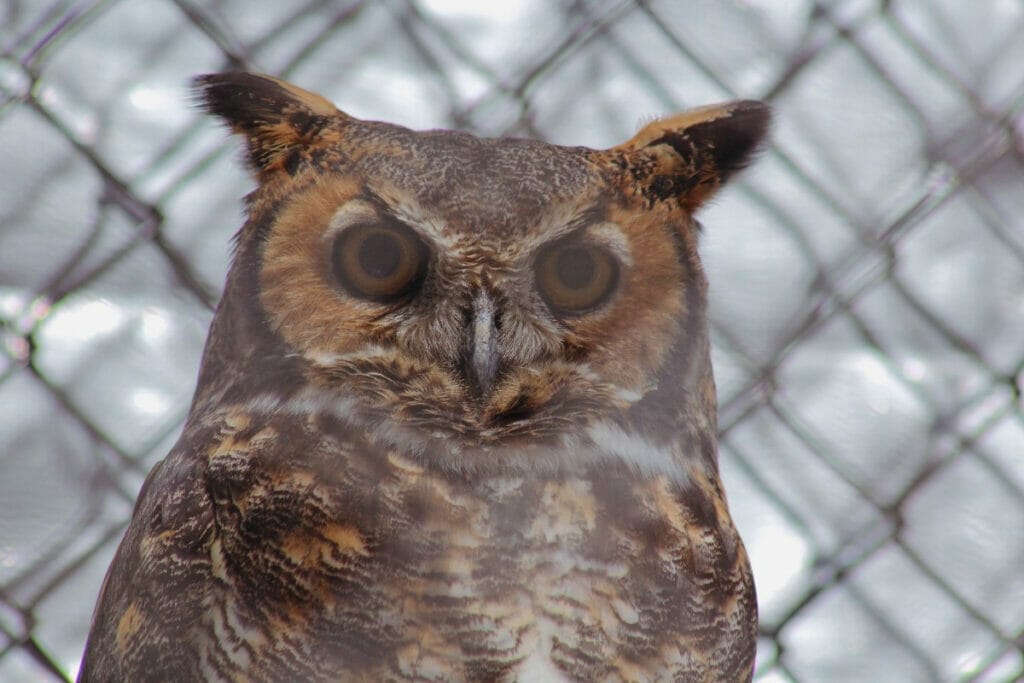 Horned owl at the Austin Nature and Science Center