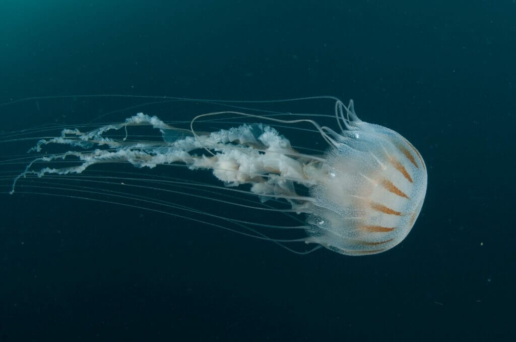 Jellyfish