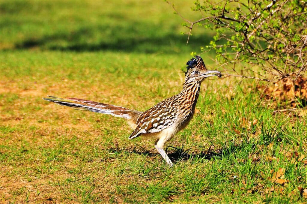 Picture of a bird at the Lake Minerals Wells State Park in Texas