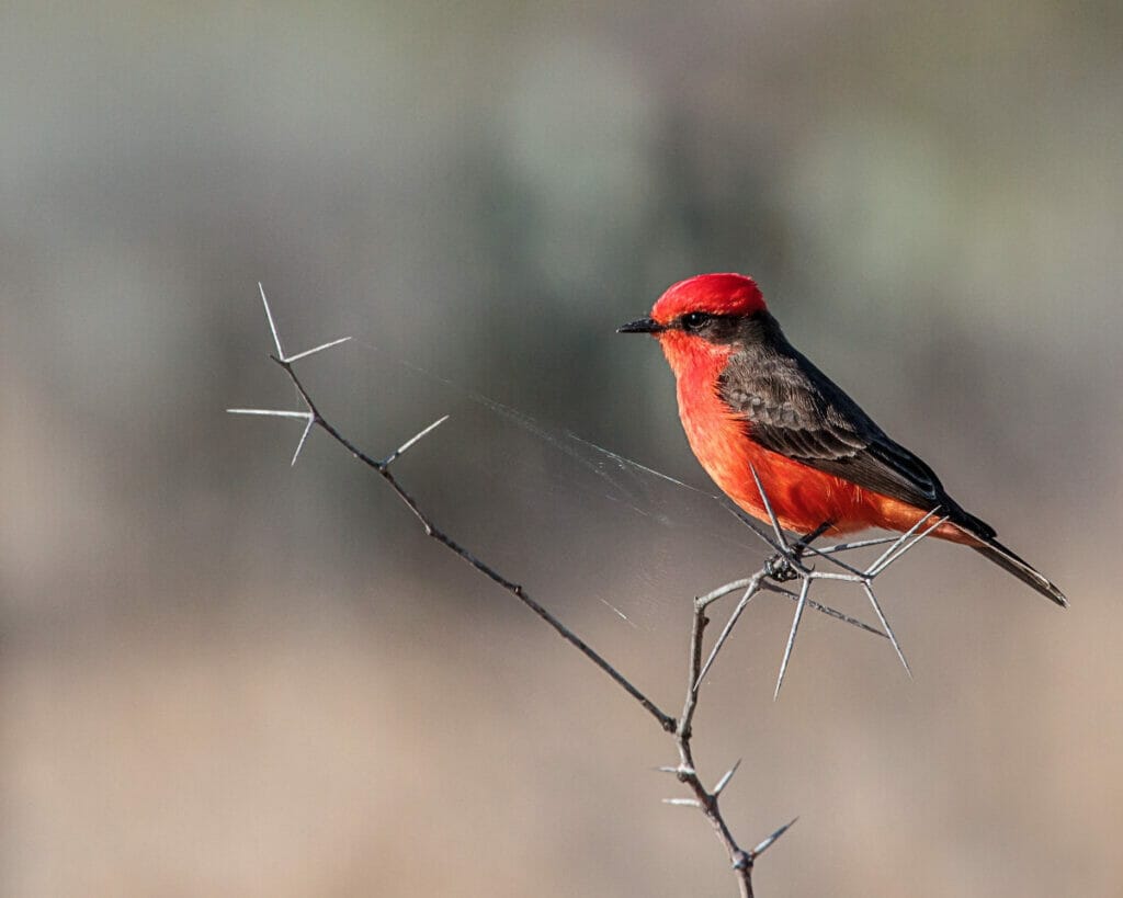 Birding in Laredo Texas