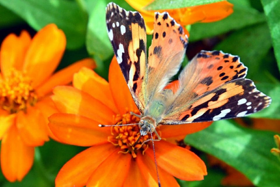 27+ Fantastic Day Trips from Houston (2023) Happy To Be Texas