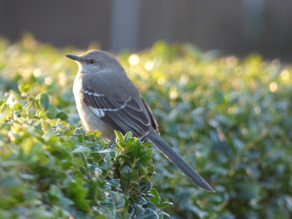 Northern Mockingbird at the Texas State Capitol Grounds