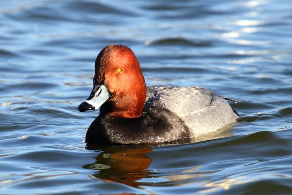 Redhead duck