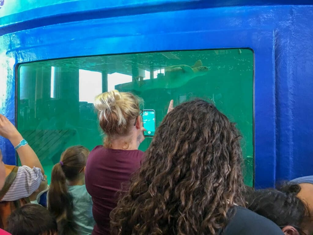 Woman standing in front of tank at Sea Turtle Inc.