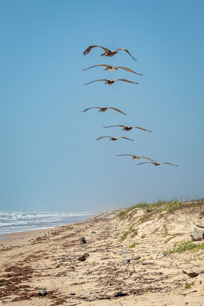 Seagulls at the beach at Padre Island