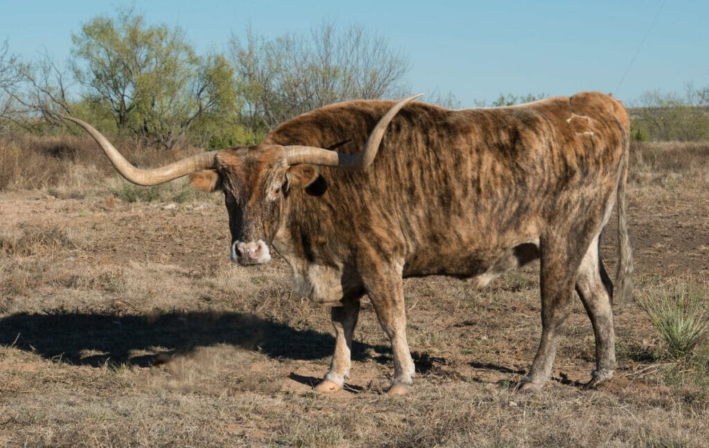 Image of a Texas longhorn