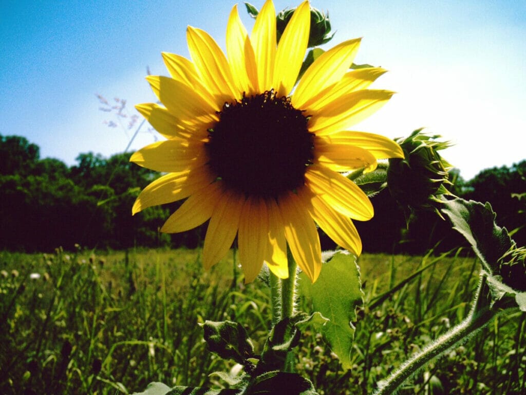 Sunflower in a field in Texas