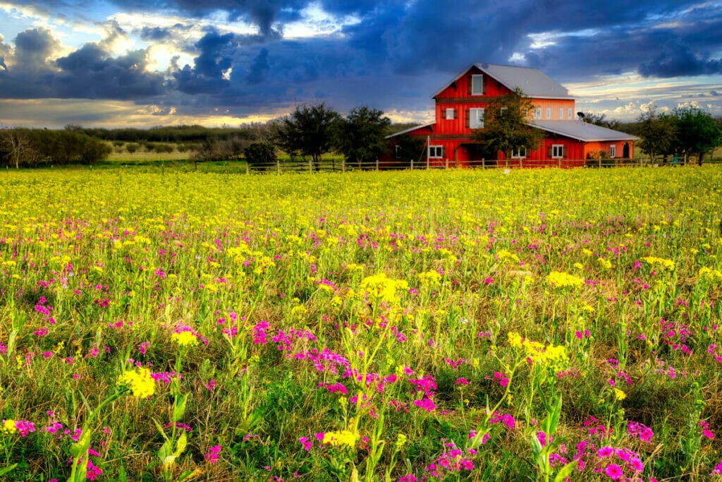 Wildflowers in San Antonio