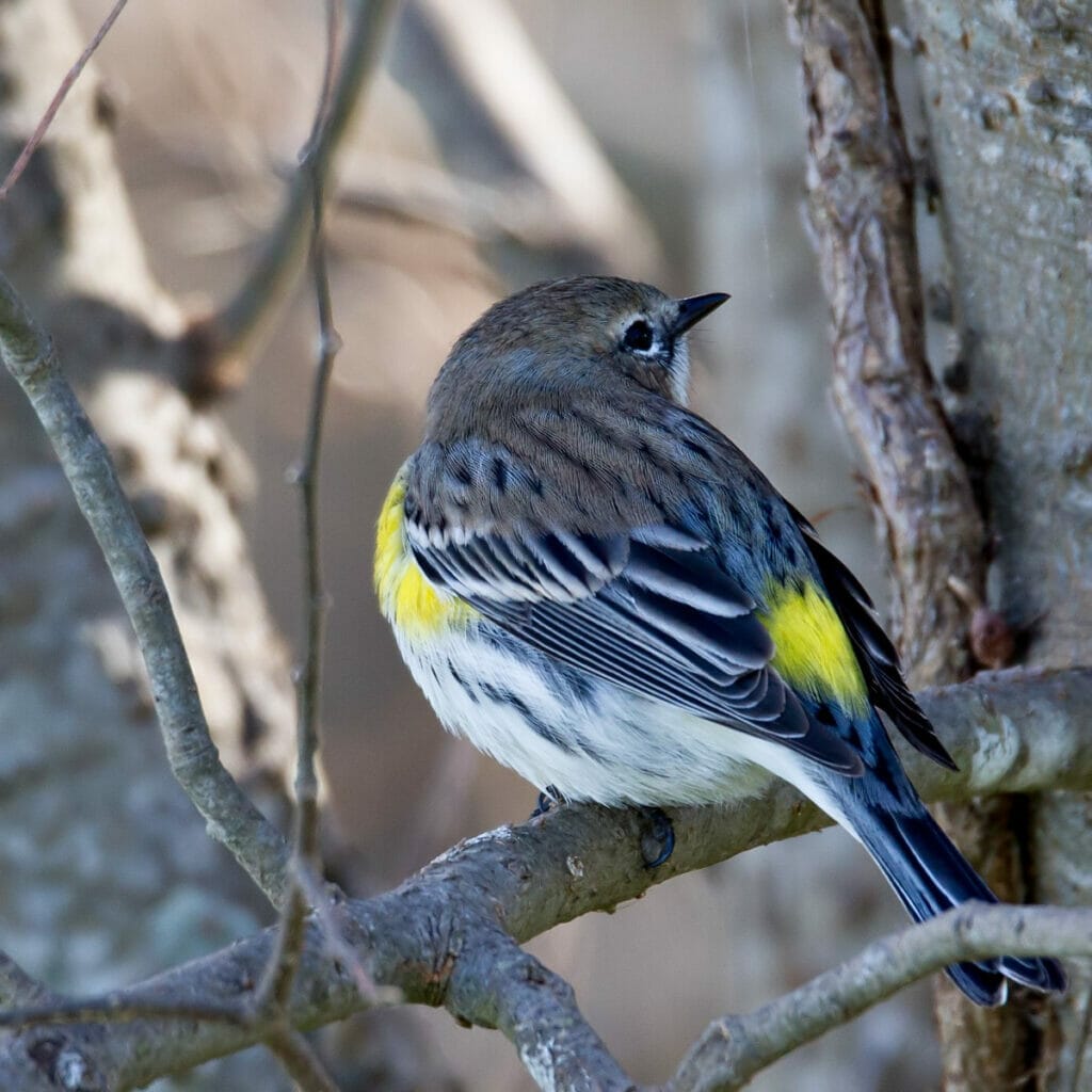 Beautiful yellow rumped warbler
