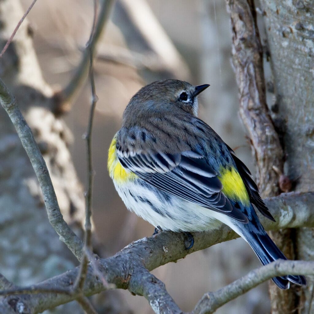 Beautiful yellow rumped warbler 