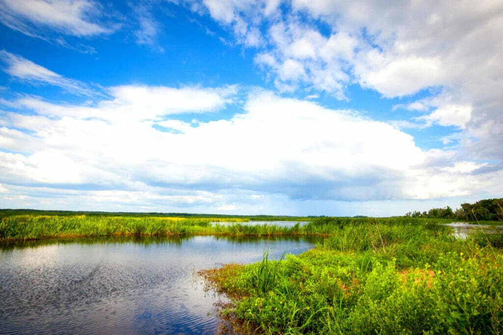 Freshwater marsh