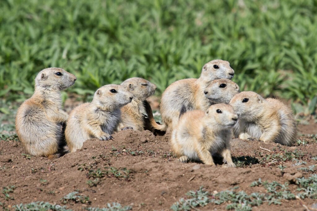 This image has an empty alt attribute; its file name is prairie-dog-1024x683.jpg