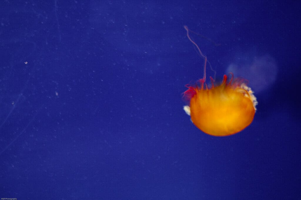 Jellyfish at the Texas State Aquarium