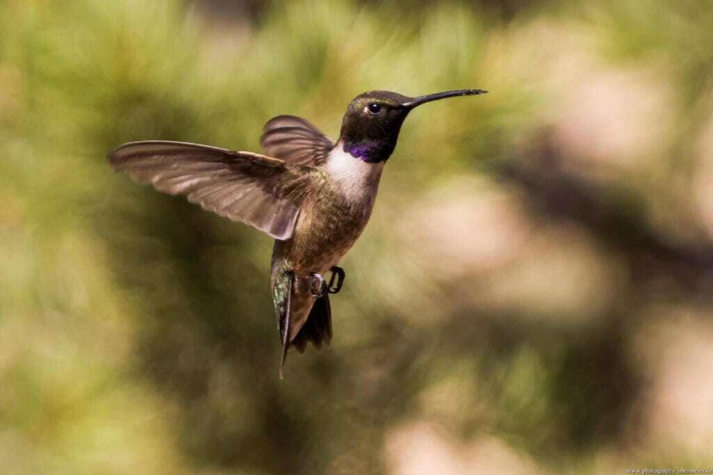 Hummingbird 