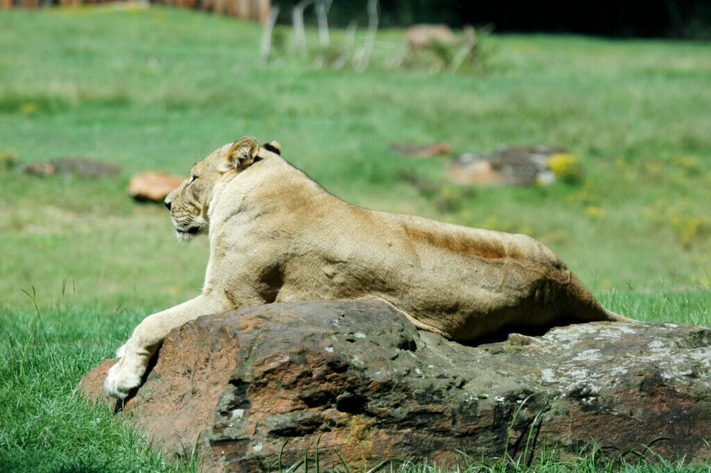 Lion at the zoo