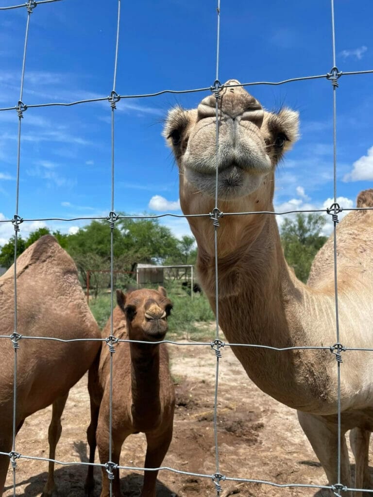 Camel at the Laredo Safari 