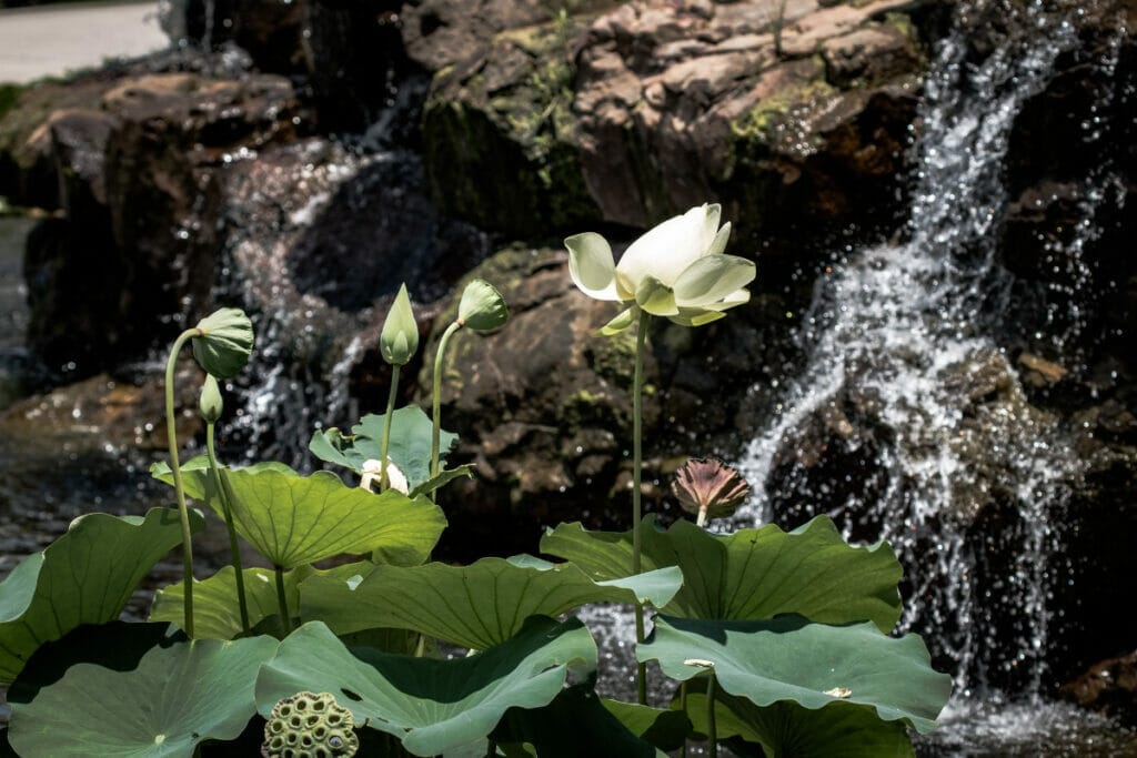 Flower at the Dallas Botanical Gardens 