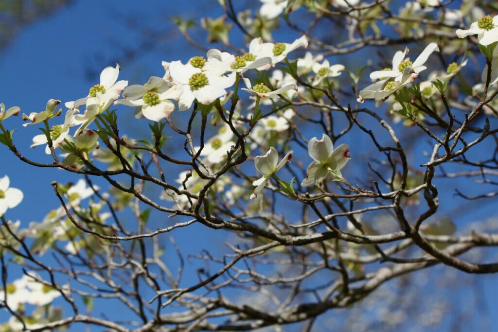 Dogwood blossoms 