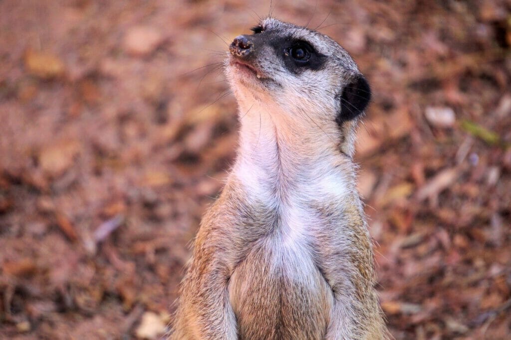 Meerkat 