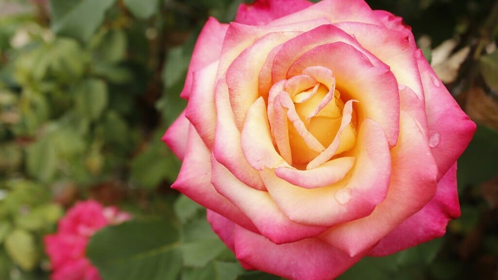 Spring flowers at the El Paso Municipal Rose Garden 