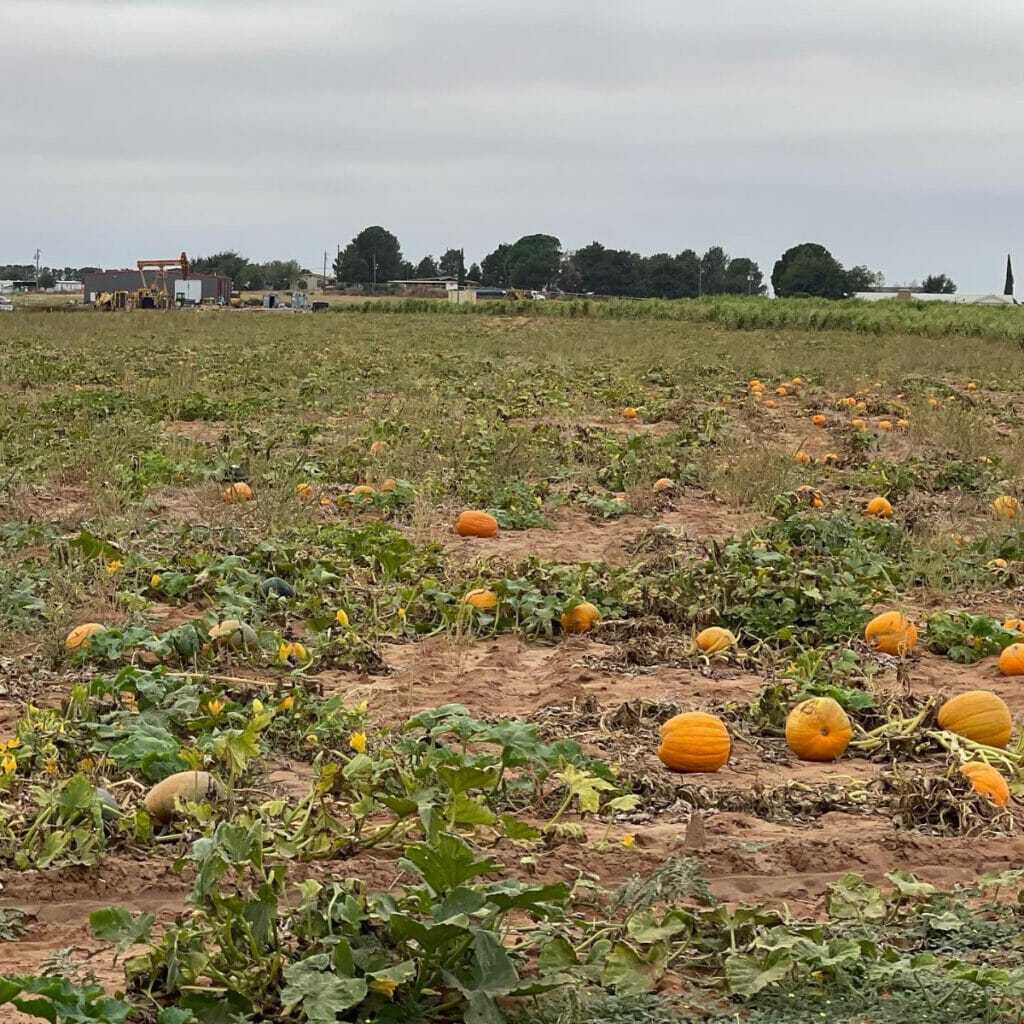 Pumpkin patch