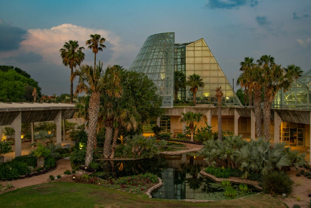 Garden Palms at the SA Botanical Garden 