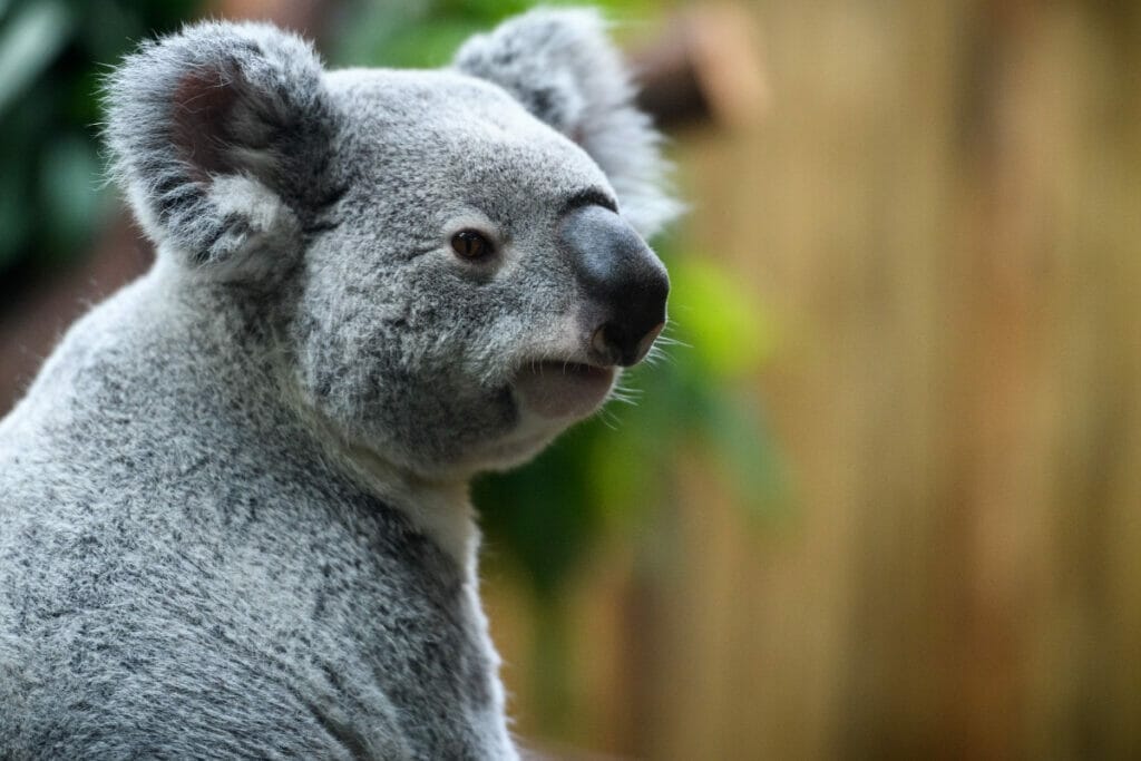 Koala at the Dallas Zoo 